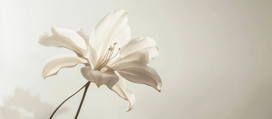 Poster - Elegant white lily flower beautifully illuminated against a soft white background showcasing its delicate petals and tranquil beauty.