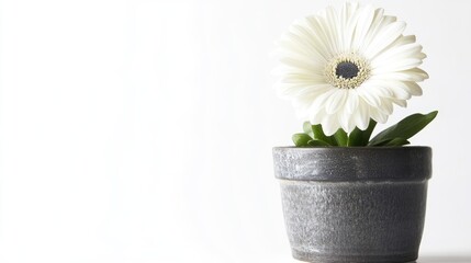 Poster - Elegant white flower in a gray pot showcasing minimalist dÃ©cor on a bright background ideal for nature or indoor gardening themes