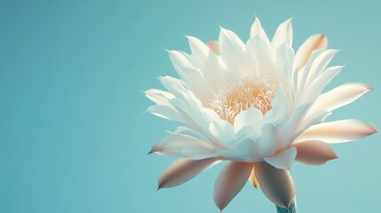 Poster - Elegant white cactus flower in bloom against a soft blue background showcasing delicate petals and intricate details of nature's beauty.