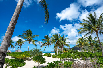 Wall Mural - Beach with palm trees and a clear blue sky