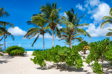 Wall Mural - Beach with palm trees and a clear blue sky