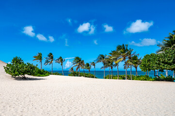 Wall Mural - Beach with palm trees and a clear blue sky