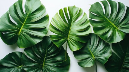 Lush green monstera leaves on white.