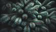 © CROP MEDIA - a close-up view of evergreen pine tree branches