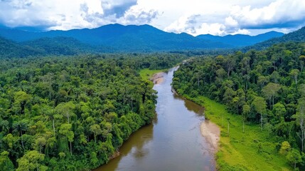 Wall Mural - Lush Rainforest Landscape with Winding River and Distant Mountains