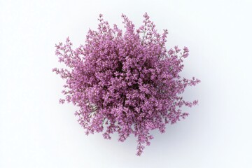 Wall Mural - Pink Thyme, minimalist style, pastel colors, isolated object representation, botanical still life