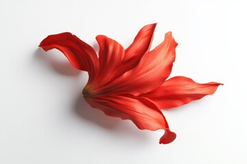 Wall Mural - Red Tulip, isolated top view, white background, high contrast, standalone object, product showcase