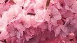 © wijayanto - Pink Cherry Blossoms