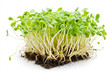 © Parvin - Soybean sprouts with roots growing in the soil, isolated on a white background
