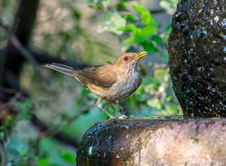 Wall Mural - Clay-colored Thrush