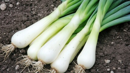 Poster - Freshly harvested spring onions showcasing vibrant green tops and earthy roots, growing in a well-tended garden bed.