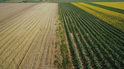 Canvas Print - Aerial view of expansive summer fields featuring ripe wheat and vibrant sunflower crops in a contrasting landscape.