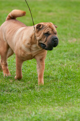 Wall Mural - Sharpei dog walking on grass