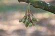 © Direk Takmatcha - Cluster of young durian flower buds on branch with blurred background (Selective focused)