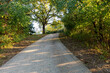 © Jennifer - An old oat tree sits ontop of a hill with a paved public walking trail leads up the hill.