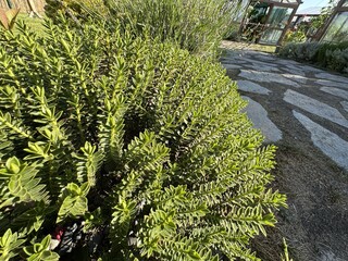 Close-up of green leaves of Veronica odora. Boxwood hebe, mountain-box, veronica buxifolia, hebe odora or hebe buxifolia. Plantaginaceae. The leaf structure symbolizes harmony in nature.
