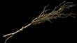 © Aditya - A rustic branch with fine, wispy twigs, possibly juniper, isolated on a black background.  Perfect for autumn, witchy, or nature themes.