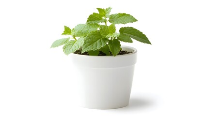 Canvas Print - A small mint plant in a white pot, isolated on a white background.  Fresh, green leaves. Perfect for culinary or herbal themes.