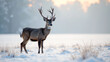 © HelgaQ - Majestic deer standing in snowy winter landscape at sunrise
