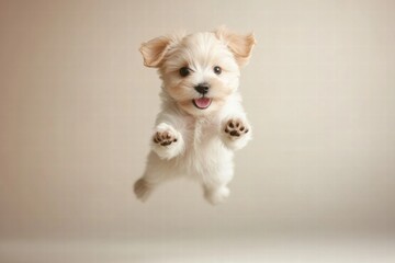 Poster - Joyful puppy jumps playfully in mid air with plenty of space for text and mock up. Generative AI