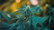 © QuietWord - close up Marijuana tree with bokeh light at plantation
