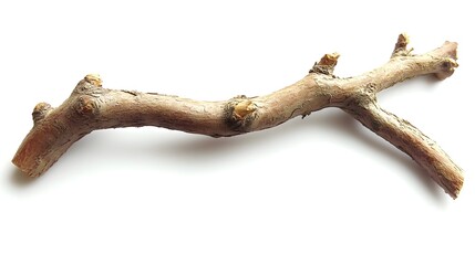 a small, light brown tree branch isolated on a white background. the branch has a few small offshoot