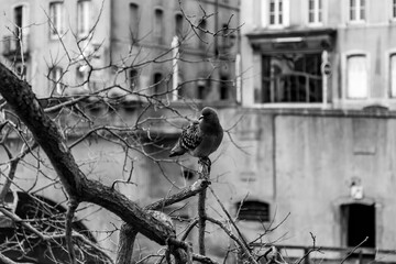 Wall Mural - Pigeon resting on a tree branch in Metz, France