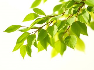 Poster - green leaves isolated on white