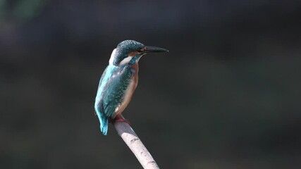 Wall Mural - common kingfisher in a forest