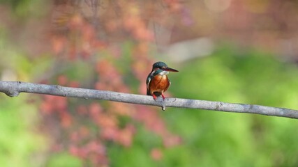 Wall Mural - common kingfisher in a forest