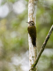 Wall Mural - White-spotted Woodpecker on tree trunk