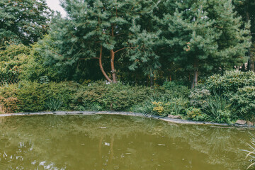 Wall Mural - Still pond surrounded by lush green bushes, trees, and natural vegetation reflecting in the water.

