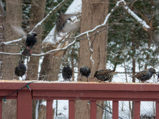 pigeons on a fence