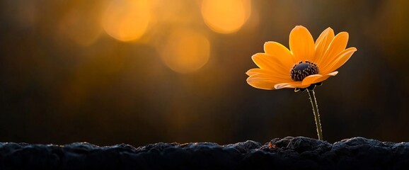 Poster - Single orange flower blooming from dark soil at sunset.