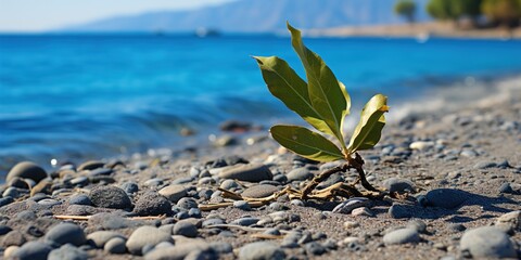 Wall Mural - flower in the sand