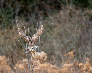 Wall Mural - Barred owl in flight