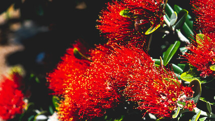 Wall Mural - Pohutukawa new zealand christmas tree blooming bright red flowers