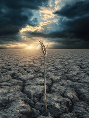 Poster - Barren field showcases a solitary stalk of withered wheat under ominous clouds at sunset. Generative AI