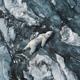 Solitary Polar Bear Floating on Drifting Ice Floe in Frozen Arctic Landscape