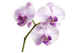 Orchid graceful idea. A beautiful cluster of purple orchids showcasing delicate petals and vibrant colors.