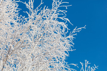 Wall Mural - A tree with a lot of snow on it is in front of a blue sky