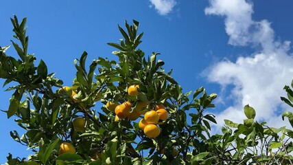 Wall Mural - Mandarin orange tangerine (Citrus reticulata) citrus fruit tree in orchard.