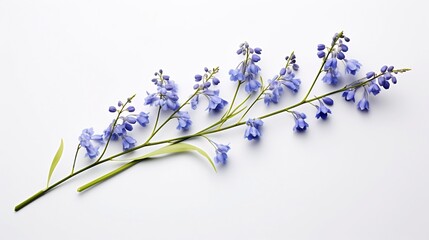 Wall Mural - Serene and Elegant Bluebell Flower Stem with Delicate Tiny Blue Blooms Arranged Against a Minimalist White Background for Nature Botanical or Floral Concepts