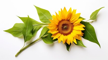 Wall Mural - Freshly Cut Sunflower with Vibrant Petals Stem and Leaves Laid Flat on a Clean White Surface Revealing the Intricate Beauty and Delicate Details of This Iconic Summer Bloom