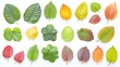 © OnuTH - Collection of Autumn Leaves in Various Colors