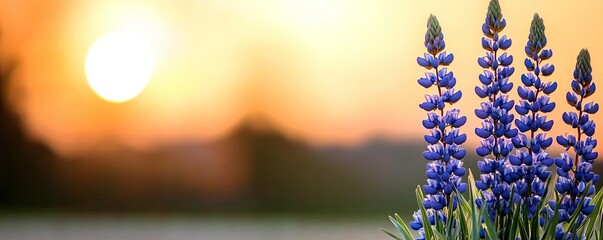 Poster - Blue wildflower idea. A beautiful sunrise illuminating vibrant lavender flowers in a serene landscape.