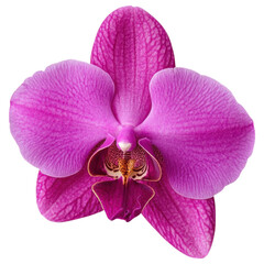 Wall Mural - A vibrant pink orchid with smooth, textured petals and intricate details in the center.