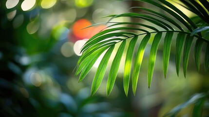 Poster - Palm leaves abstract background concept. Lush green palm leaf close-up with blurred background, evoking nature's tranquility.