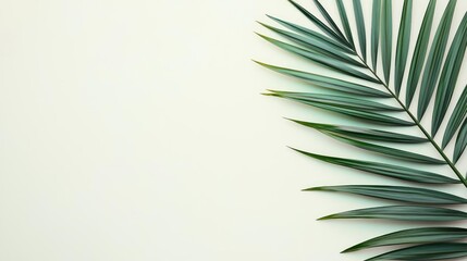 Poster - Palm leaves abstract background concept. Elegant palm leaf against a soft, neutral background, perfect for nature-themed projects.