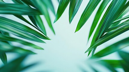 Poster - Palm leaves abstract background concept. Close-up view of lush green leaves forming a natural frame in soft light.